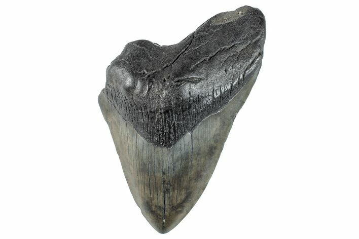 Partial Fossil Megalodon Tooth - South Carolina #261234